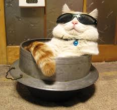 CoolCat