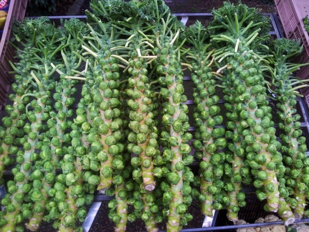Brussels Sprouts