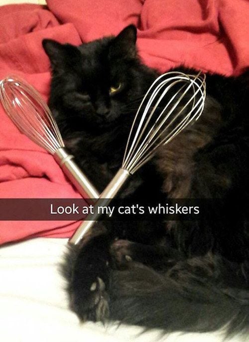Mr Shiskers