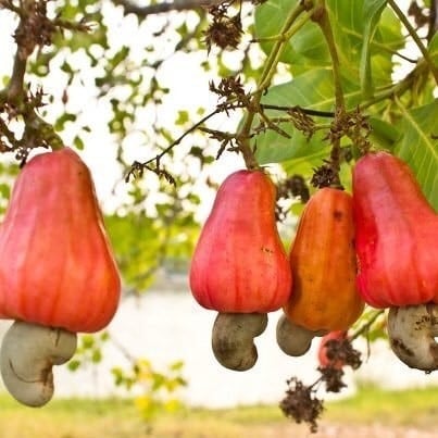 cashew