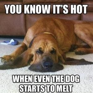 Doggie Melt